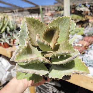 Kalanchoe  beharensis 