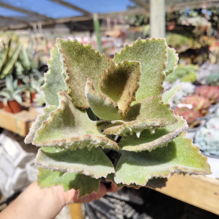 Kalanchoe  beharensis 