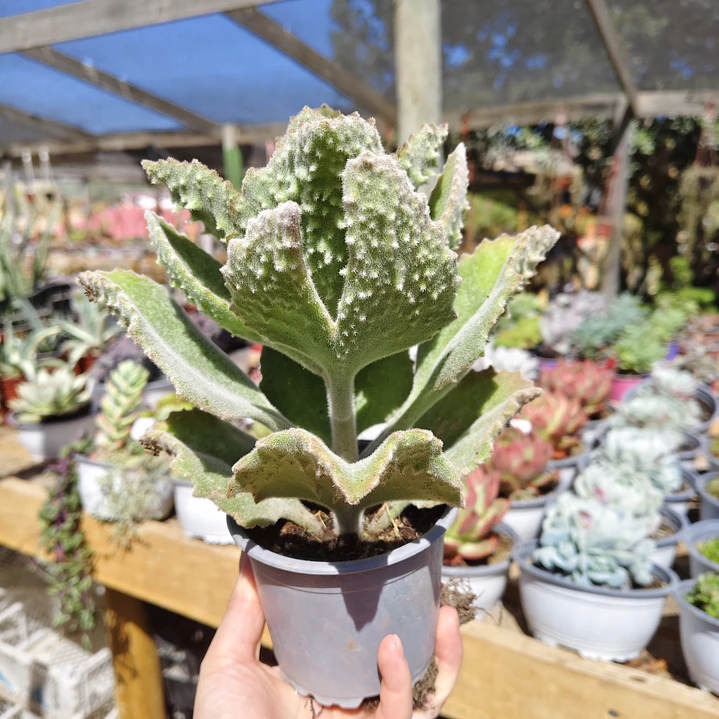 Kalanchoe  beharensis 