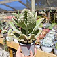 Kalanchoe  beharensis 