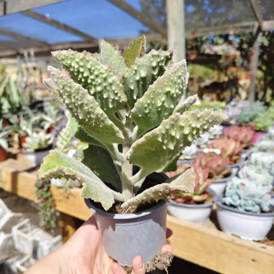 Kalanchoe  beharensis 