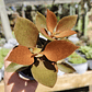 Kalanchoe Orgyalis 