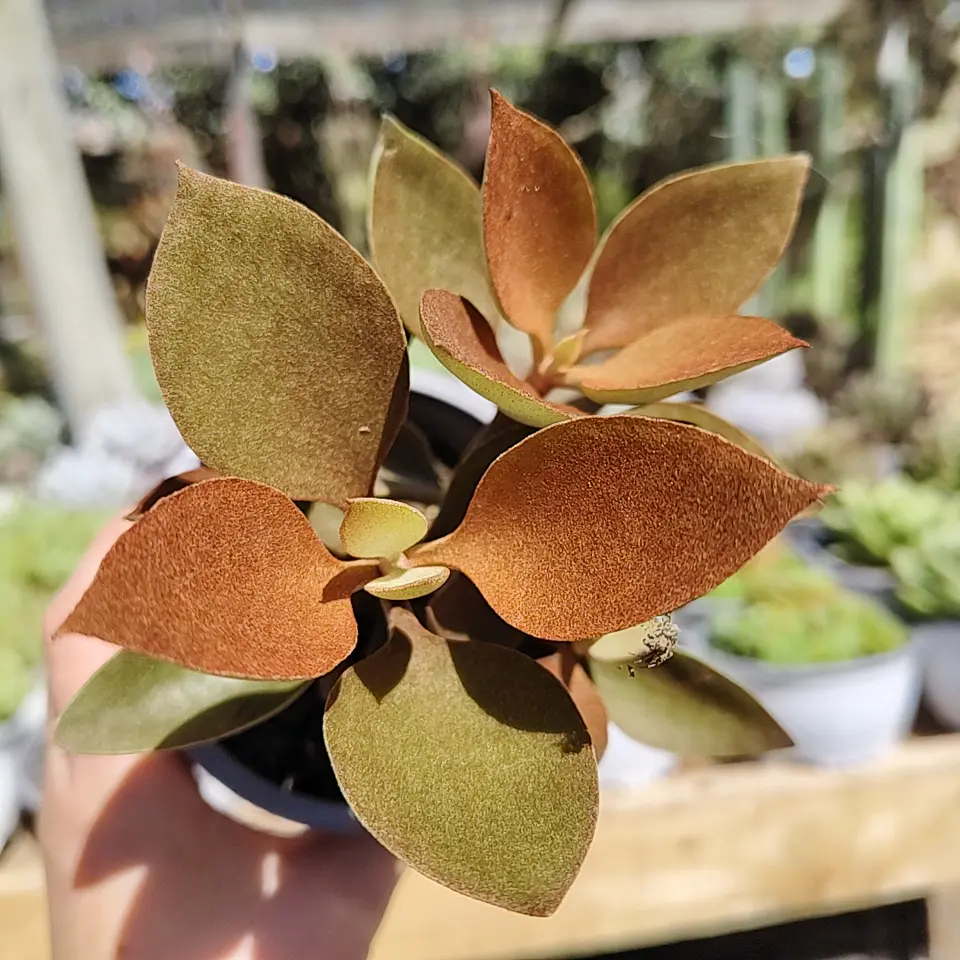 Kalanchoe Orgyalis 
