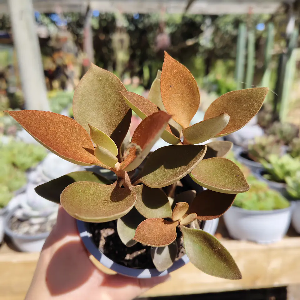 Kalanchoe Orgyalis 