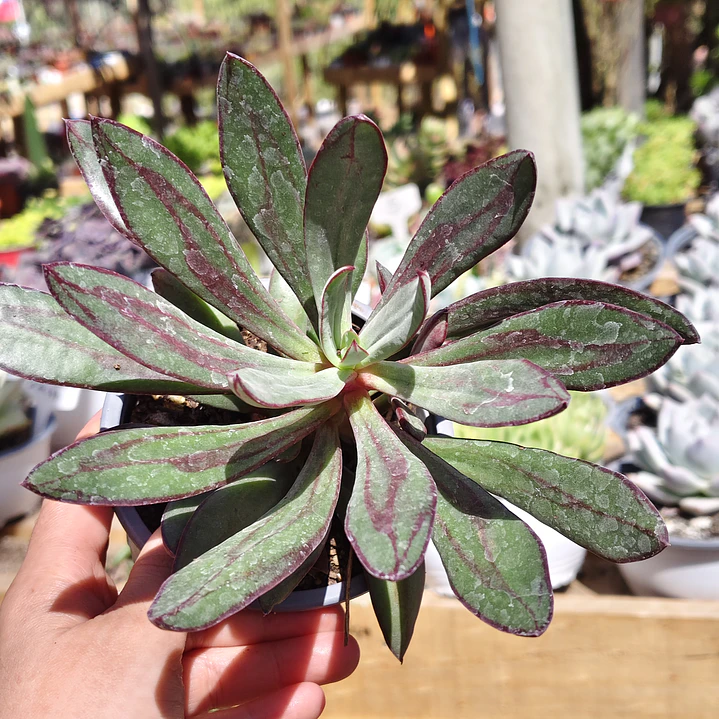 Echeveria Nodulosa 1