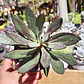 Echeveria Nodulosa - Miniatura 1