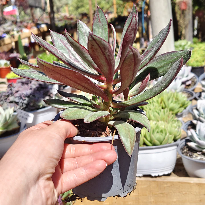 Echeveria Nodulosa 2