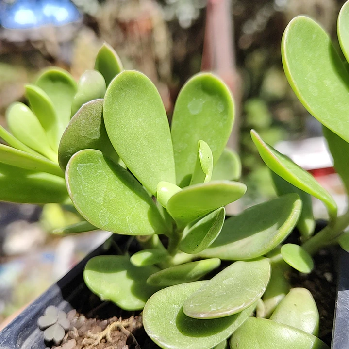 Senecio Jacobsenii 2