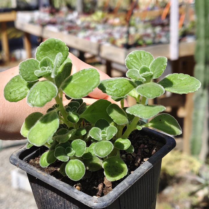 Plectranthus tomentosa 2
