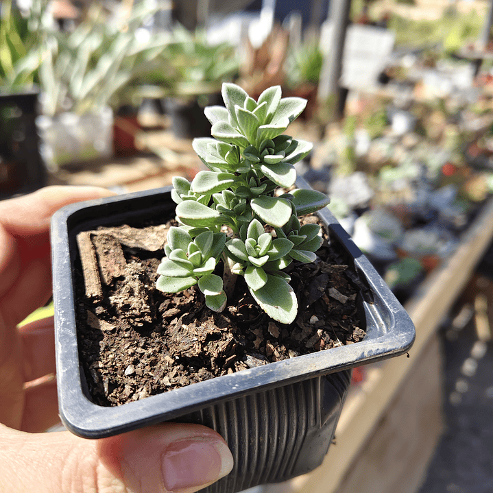 Plectranthus coerulescens 2