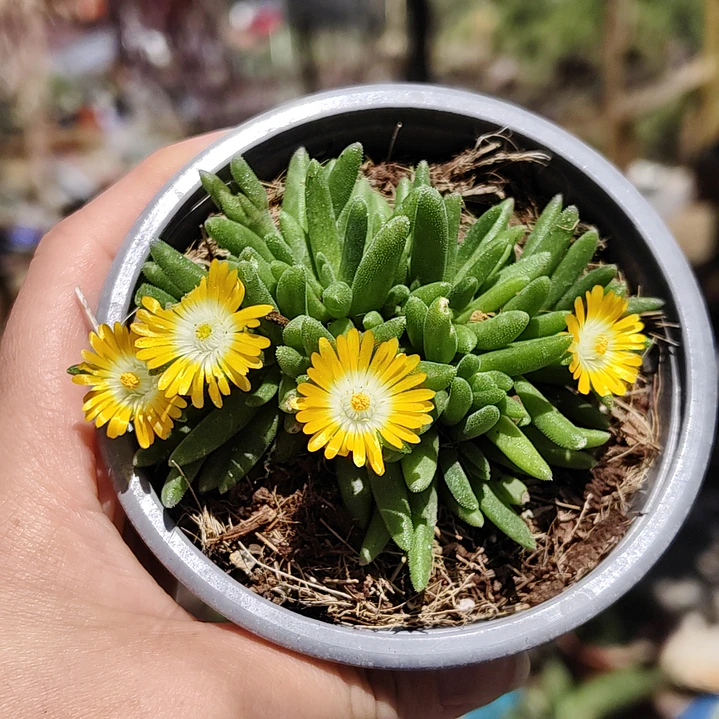 Delosperma peridot 1
