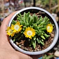 Delosperma peridot - Miniatura 1