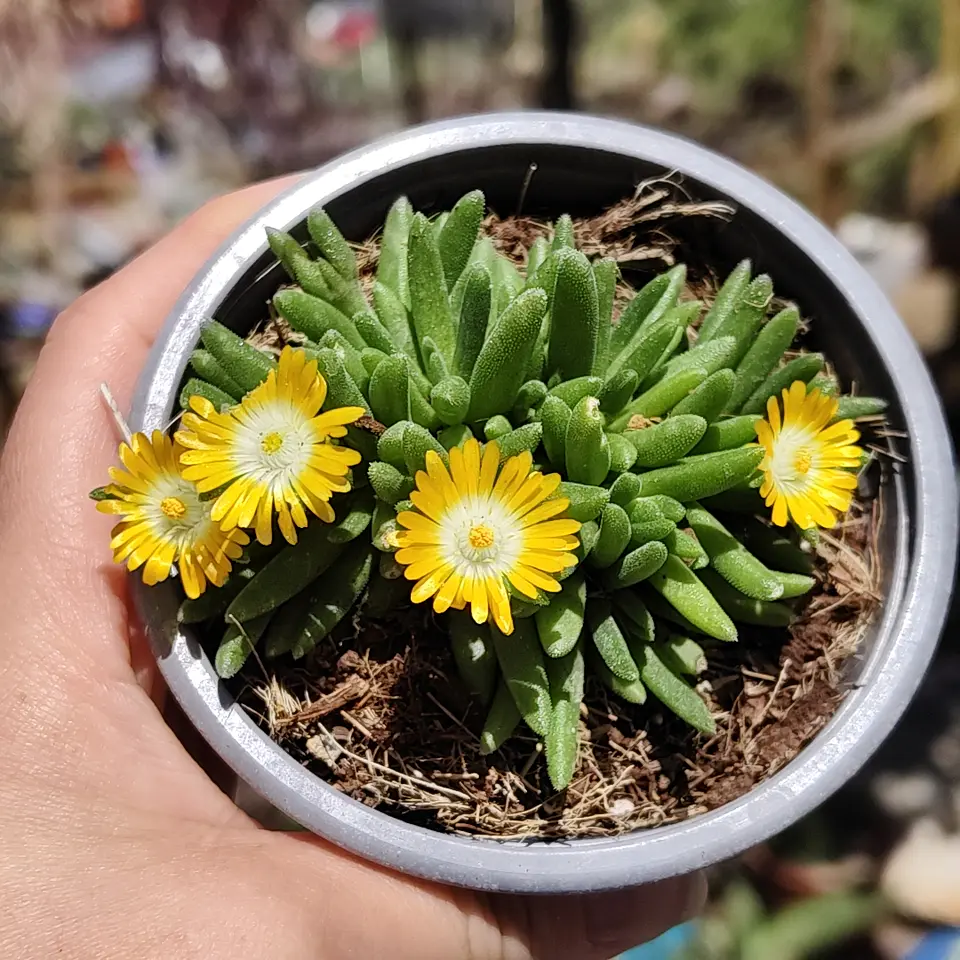 Delosperma peridot 1