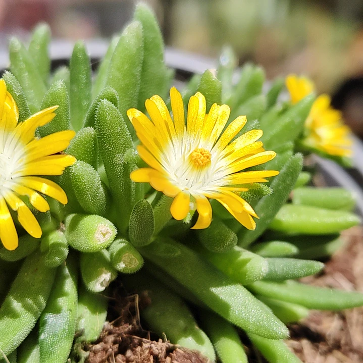 Delosperma peridot 2