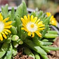 Delosperma peridot - Miniatura 2