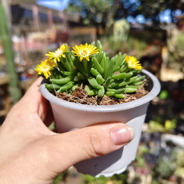 Delosperma peridot 3