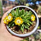 Delosperma peridot - Miniatura 4