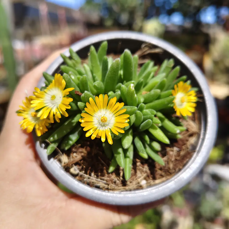 Delosperma peridot 4