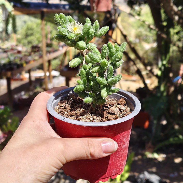 Delosperma Echinatum 2