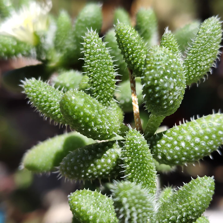 Delosperma Echinatum 3
