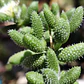 Delosperma Echinatum - Miniatura 3