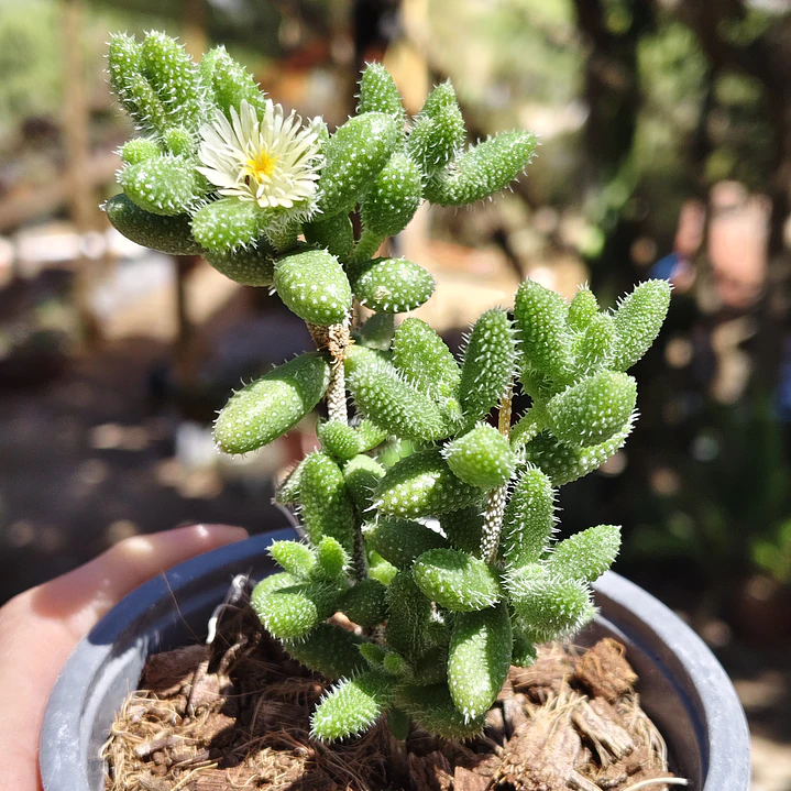 Delosperma Echinatum 1