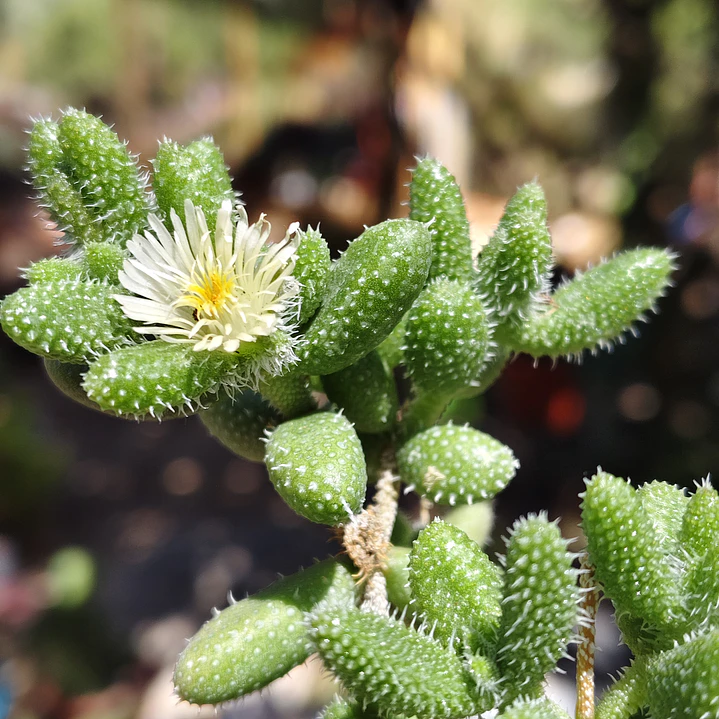 Delosperma Echinatum 4