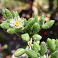 Delosperma Echinatum - Miniatura 4