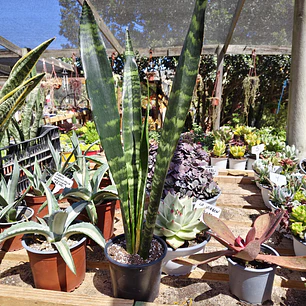 Sansevieria Black Coral