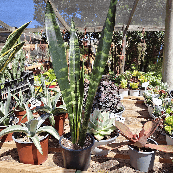 Sansevieria Black Coral 2
