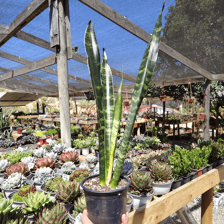 Sansevieria Black Coral 1