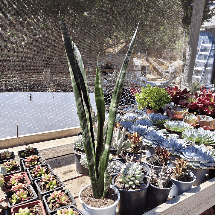 Sansevieria Black Coral 4