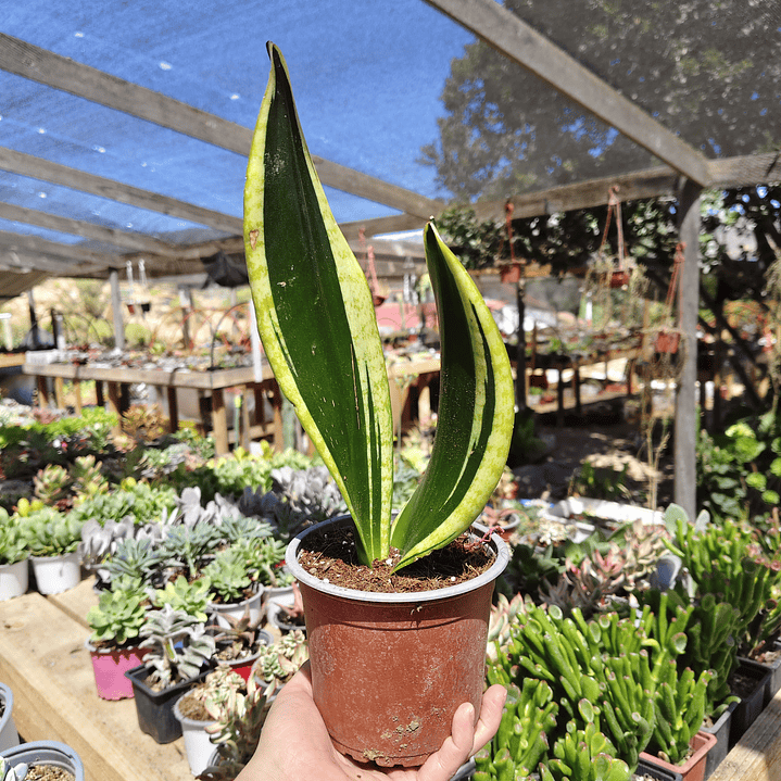 Sansevieria Black Gold  2