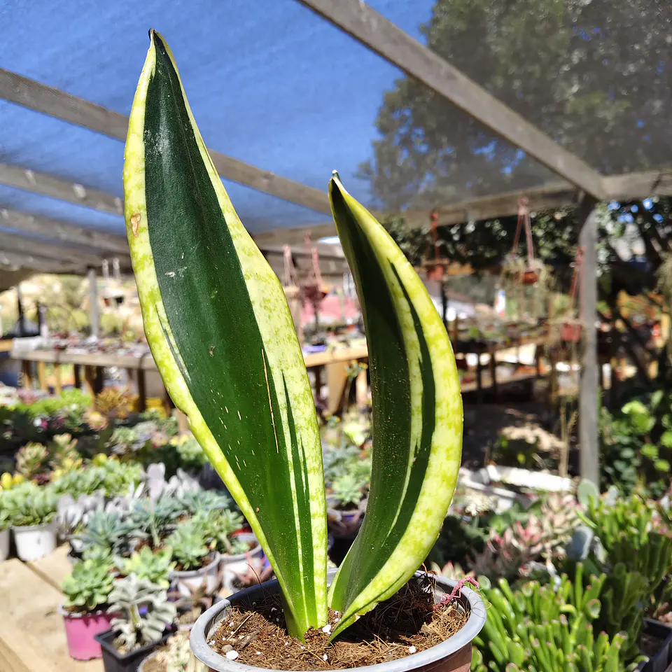 Sansevieria Black Gold  3