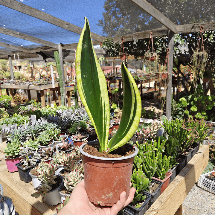 Sansevieria Black Gold  4