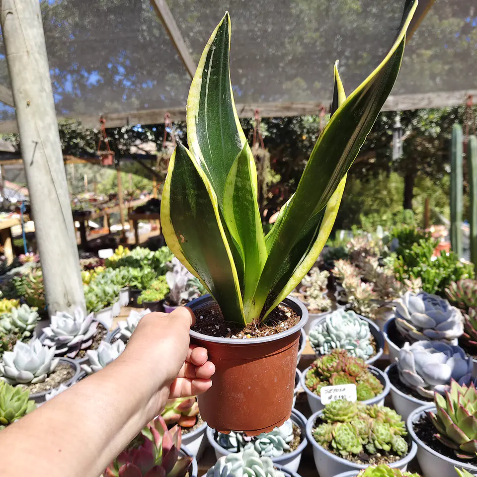 Sansevieria Black Gold  1