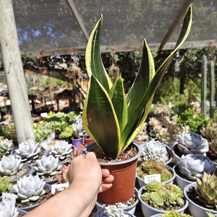 Sansevieria Black Gold  5