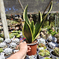 Sansevieria Black Gold  - Miniatura 5
