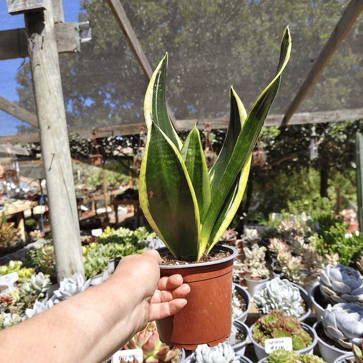 Sansevieria Black Gold  6
