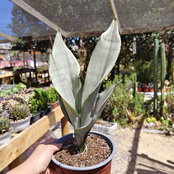 Sansevieria Moonshine  1