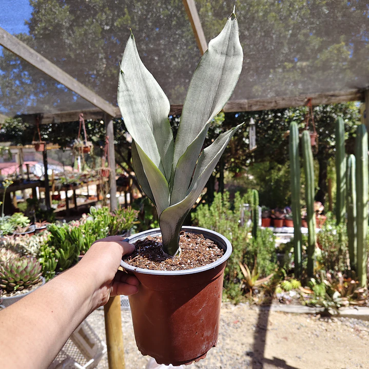 Sansevieria Moonshine  2