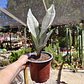 Sansevieria Moonshine  - Miniatura 2