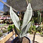 Sansevieria Moonshine  - Miniatura 3