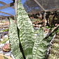Sansevieria robusta  - Miniatura 2