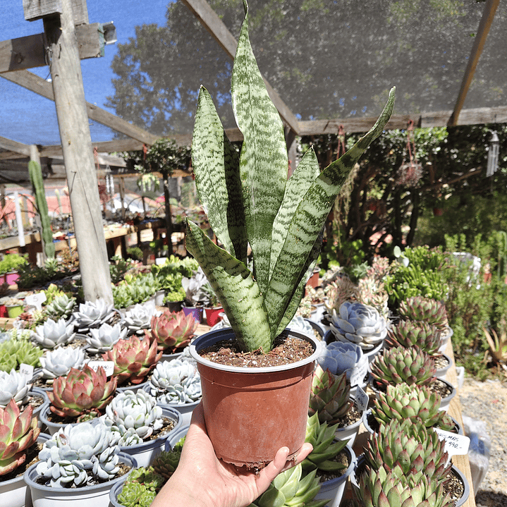 Sansevieria robusta  1