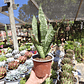 Sansevieria robusta  - Miniatura 1