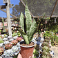 Sansevieria robusta  - Miniatura 3
