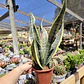 Sansevieria Superba  - Miniatura 1