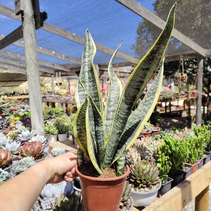 Sansevieria Superba  2