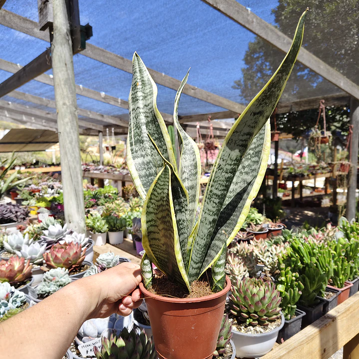 Sansevieria Superba  3